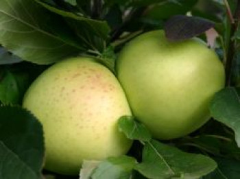 Herbstapfel 'Grahams Jubiläumsapfel', 'Royal Jubilée', Stamm 40-60 cm, 120-140 cm, Malus 'Grahams Jubiläumsapfel', 'Royal Jubilée', Containerware von Malus 'Grahams Jubiläumsapfel', 'Royal Jubilée'