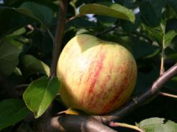 Herbstapfel 'Gravensteiner', Stamm 40-60 cm, 120-160 cm, Malus 'Gravensteiner', Wurzelware von Malus 'Gravensteiner'