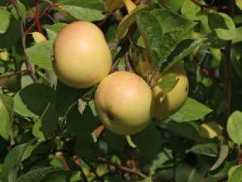 Sommerapfel 'Helios', Stamm 40-60 cm, 120-160 cm, Malus 'Helios', Containerware von Malus 'Helios'