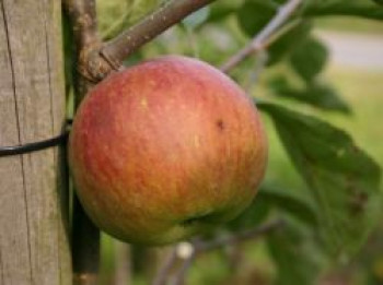 Herbstapfel 'Himbeerapfel von Holowaus', Stamm 40-60 cm, 120-160 cm, Malus 'Himbeerapfel von Holowaus', Containerware von Malus 'Himbeerapfel von Holowaus'