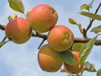 Herbstapfel 'Holsteiner Cox', Stamm 40-60 cm, 120-160 cm, Malus 'Holsteiner Cox', Containerware von Malus 'Holsteiner Cox'