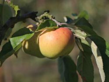 Winterapfel 'Horneburger Pfannkuchenapfel', Stamm 40-60 cm, 120-160 cm, Malus 'Horneburger Pfannkuchenapfel', Containerware von Malus 'Horneburger Pfannkuchenapfel'