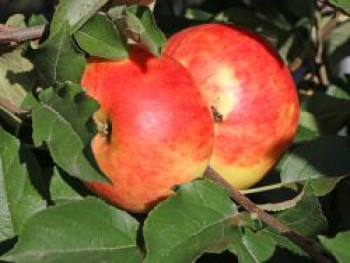 Winterapfel 'Idared', Stamm 40-60 cm, 120-140 cm, Malus 'Idared', Containerware von Malus 'Idared'