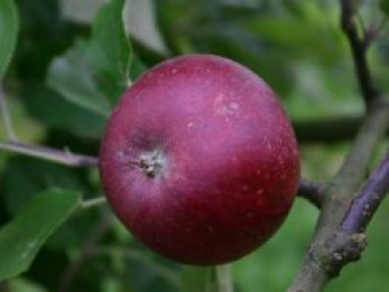 Herbstapfel 'Ingrid Marie', Stamm 40-60 cm, 120-160 cm, Malus 'Ingrid Marie', Wurzelware von Malus 'Ingrid Marie'