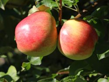 Herbstapfel 'Jakob Fischer', Stamm 40-60 cm, 120-140 cm, Malus 'Jakob Fischer', Containerware von Malus 'Jakob Fischer'