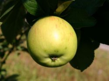 Herbstapfel 'Jakob Lebel', Stamm 40-60 cm, 120-160 cm, Malus 'Jakob Lebel', Containerware von Malus 'Jakob Lebel'