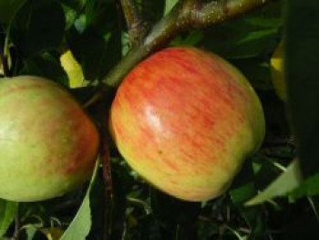 Sommerapfel 'Jamba', Stamm 40-60 cm, 120-160 cm, Malus 'Jamba', Containerware von Malus 'Jamba'