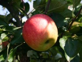 Sommerapfel 'James Grieve', Stamm 40 cm, 80-100 cm, Malus 'James Grieve', Containerware von Malus 'James Grieve'