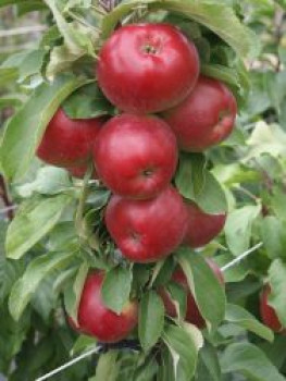 Säulenapfel 'Jarle', 100-150 cm, Malus 'Jarle', Containerware von Malus 'Jarle'
