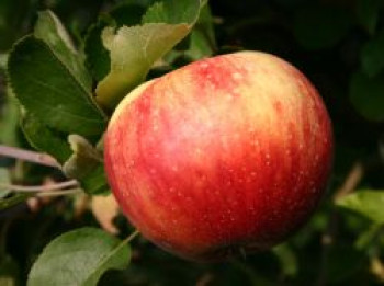 Herbstapfel 'Juwel aus Kirchwerder', Stamm 40-60 cm, 120-160 cm, Malus 'Juwel aus Kirchwerder', Containerware von Malus 'Juwel aus Kirchwerder'