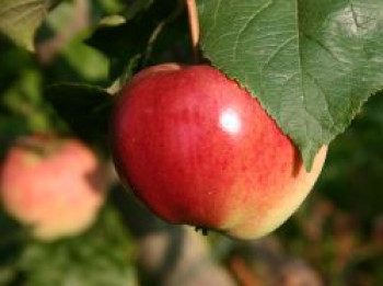Herbstapfel 'Kaiser Alexander', Stamm 40-60 cm, 120-160 cm, Malus 'Kaiser Alexander', Wurzelware von Malus 'Kaiser Alexander'