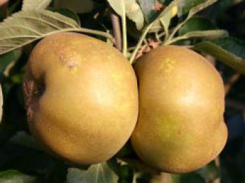 Winterapfel 'Kanadarenette', Stamm 40-60 cm, 120-160 cm, Malus 'Kanadarenette', Containerware von Malus 'Kanadarenette'