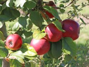 Herbstapfel 'Kardinal Bea', Stamm 40-60 cm, 120-160 cm, Malus 'Kardinal Bea', Containerware von Malus 'Kardinal Bea'