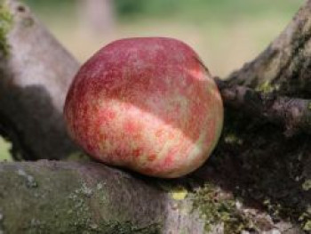 Herbstapfel 'Karneval', Stamm 40-60 cm, 120-160 cm, Malus 'Karneval', Containerware von Malus 'Karneval'