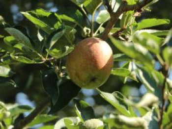 Apfel 'Kirgisischer Herbstapfel', Stamm 40-60 cm, 140-160 cm, Malus 'Kirgisischer Herbstapfel', Containerware von Malus 'Kirgisischer Herbstapfel'
