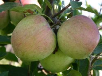 Winterapfel 'Laxtons Superb', Stamm 40-60 cm, 120-160 cm, Malus 'Laxtons Superb', Containerware von Malus 'Laxtons Superb'