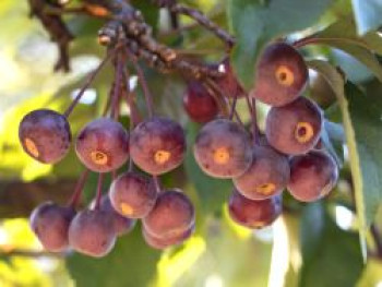 Zierapfel 'Liset', Stamm 40-50 cm, Malus 'Liset', Stämmchen von Malus 'Liset'