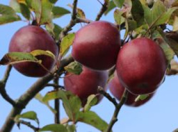 Winterapfel 'Macoun', Stamm 40-60 cm, 100-160 cm, Malus 'Macoun', Containerware von Malus 'Macoun'