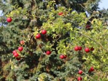 Winterapfel 'Mars' ®, Stamm 40-60 cm, 120-140 cm, Malus 'Mars' ®, Wurzelware von Malus 'Mars' ®