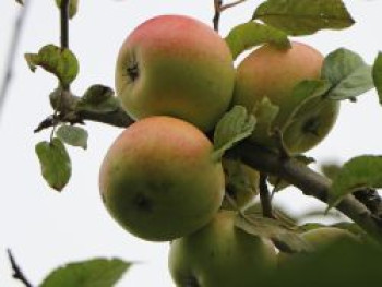 Winterapfel 'Martini', Stamm 40-60 cm, 120-160 cm, Malus 'Martini', Containerware von Malus 'Martini'