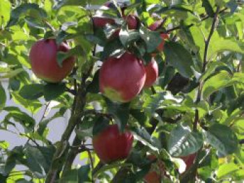 Herbstapfel 'Mc.Intosh Rogers', Stamm 40-60 cm, 120-160 cm, Malus 'Mc.Intosh Rogers', Containerware von Malus 'Mc.Intosh Rogers'