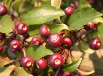 Zierapfel 'Nicoline', 40-60 cm, Malus 'Nicoline', Containerware von Malus 'Nicoline'
