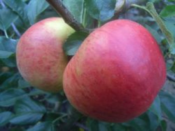 Sommerapfel 'Pfirsichroter Sommerapfel', Stamm 40-60 cm, 120-160 cm, Malus 'Pfirsichroter Sommerapfel', Wurzelware von Malus 'Pfirsichroter Sommerapfel'