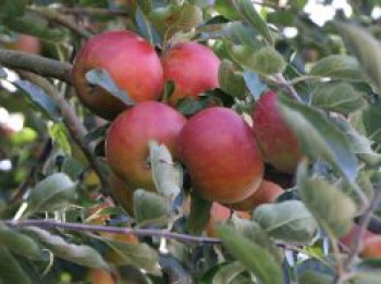 Herbstapfel 'Pia', Stamm 40-60 cm, 120-160 cm, Malus 'Pia', Containerware von Malus 'Pia'