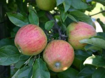 Winterapfel 'Pilot' ®, Stamm 40-60 cm, 120-160 cm, Malus 'Pilot' ®, Wurzelware von Malus 'Pilot' ®