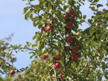 Winterapfel 'Pingo' ®, Stamm 40-60 cm, 120-140 cm, Malus 'Pingo' ®, Containerware von Malus 'Pingo' ®