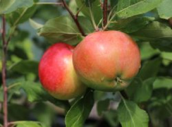 Winterapfel 'Pinova' ®, Stamm 40-60 cm, 120-160 cm, Malus 'Pinova' ®, Wurzelware von Malus 'Pinova' ®