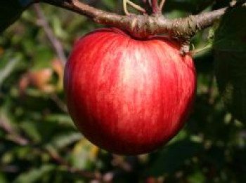 Sommerapfel 'Piros', Stamm 40-60 cm, 120-160 cm, Malus 'Piros', Containerware von Malus 'Piros'
