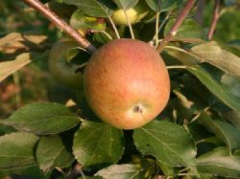 Winterapfel 'Pommerscher Krummstiel', Stamm 40-60 cm, 120-160 cm, Malus 'Pommerscher Krummstiel', Containerware von Malus 'Pommerscher Krummstiel'