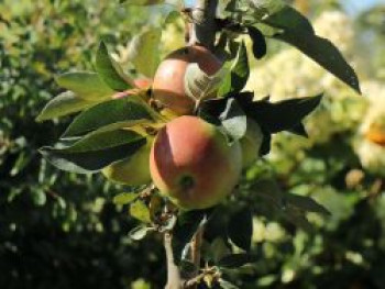 Säulenapfel 'Pompink', 60-100 cm, Malus 'Pompink', Containerware von Malus 'Pompink'