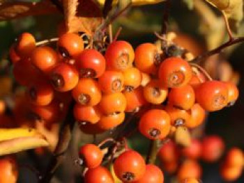 Bonsai-Apfel / Zwerg-Zierapfel 'Pomzai' ®, 40-60 cm, Malus 'Pomzai' ®, Containerware von Malus 'Pomzai' ®