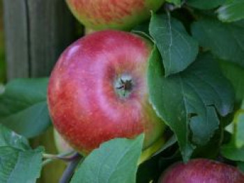 Herbstapfel 'Prinz Albrecht von Preußen', Stamm 40-60 cm, 120-160 cm, Malus 'Prinz Albrecht von Preußen', Containerware von Malus 'Prinz Albrecht von Preußen'