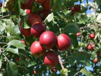 Winterapfel 'Purpurroter Cousinot' / 'Blutapfel', Stamm 40-60 cm, 120-160 cm, Malus 'Purpurroter Cousinot' / 'Blutapfel', Wurzelware von Malus 'Purpurroter Cousinot' / 'Blutapfel'