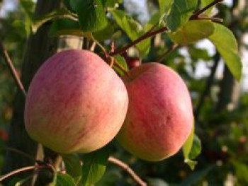Winterapfel  'Reanda' ®, Stamm 40-60 cm, 120-140 cm, Malus 'Reanda' ®, Wurzelware von Malus 'Reanda' ®