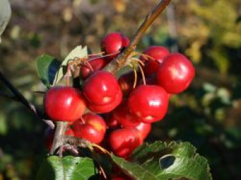 Zierapfel 'Red Sentinel', 125-150 cm, Malus 'Red Sentinel', Containerware XXL von Malus 'Red Sentinel'