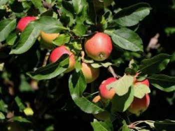 Säulenapfel 'Redcats', 100-150 cm, Malus 'Redcats', Containerware von Malus 'Redcats'