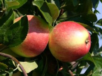 Herbstapfel 'Reglindis', Stamm 40-60 cm, 120-160 cm, Malus 'Reglindis', Containerware von Malus 'Reglindis'