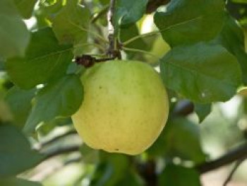 Herbstapfel 'Relinda', Stamm 40-60 cm, 120-160 cm, Malus 'Relinda', Wurzelware von Malus 'Relinda'