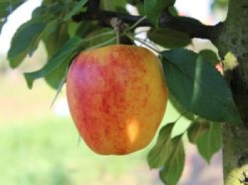 Sommerapfel 'Retina' ®, Stamm 40-60 cm, 120-160 cm, Malus 'Retina' ®, Containerware von Malus 'Retina' ®