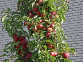 Säulenapfel 'Rhapsodie', 60-100 cm, Malus 'Rhapsodie', Containerware von Malus 'Rhapsodie'