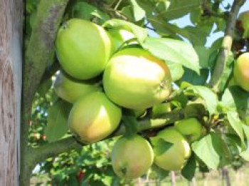 Herbstapfel 'Rheinische Schafsnase', 'Apfelmuser', Stamm 40-60 cm, 120-160 cm, Malus 'Rheinische Schafsnase', 'Apfelmuser', Wurzelware von Malus 'Rheinische Schafsnase', 'Apfelmuser'