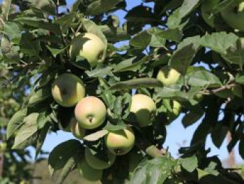 Winterapfel 'Rheinischer Bohnapfel', Stamm 40-60 cm, 120-160 cm, Malus 'Rheinischer Bohnapfel', Containerware von Malus 'Rheinischer Bohnapfel'