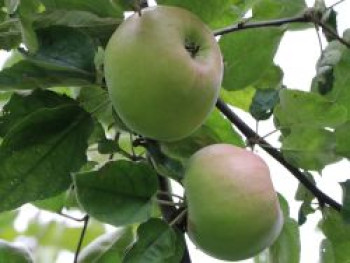 Winterapfel 'Rheinischer Winterrambur', Stamm 40-60 cm, 120-140 cm, Malus 'Rheinischer Winterrambur', Containerware von Malus 'Rheinischer Winterrambur'