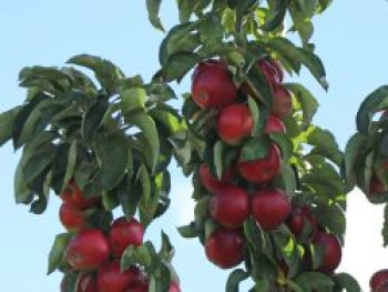 Säulenapfel 'Rondo' ®, 100-125 cm, Malus 'Rondo' ®, Containerware von Malus 'Rondo' ®