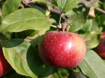Winterapfel 'Rote Sternrenette', Stamm 40-60 cm, 120-160 cm, Malus 'Rote Sternrenette', Wurzelware von Malus 'Rote Sternrenette'