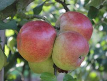 Winterapfel 'Roter Berlepsch', Stamm 40-60 cm, 120-160 cm, Malus 'Roter Berlepsch', Containerware von Malus 'Roter Berlepsch'